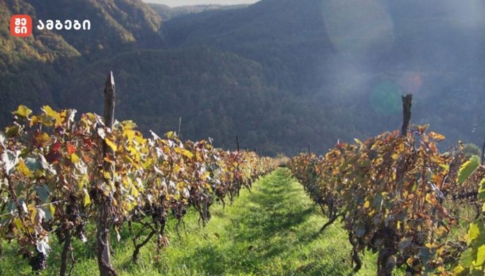 რაჭა მეღვინეობის და მევენახეობის მხარე