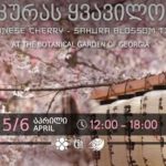 ეროვნული ბოტანიკური ბაღი დღეს და ხვალ საკურას ყვავილობის დღეებს აღნიშნავს