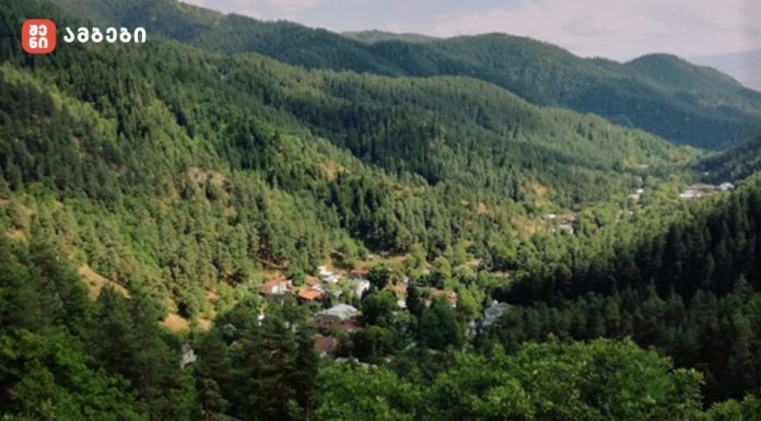 წიწვოვანი ტყით დაფარული აბასთუმანი