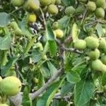 როგორ იმყნობა კაკალი