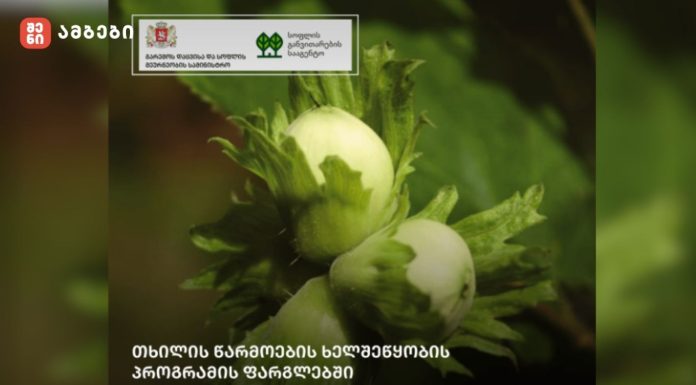 თხილის წარმოების ხელშეწყობის სახელმწიფო პროგრამა