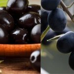 ძვირფასი ზეთოვანი კულტურა ზეთისხილი