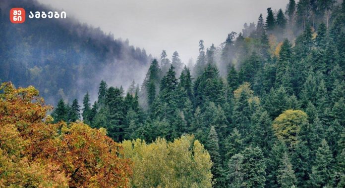 წაღვერი