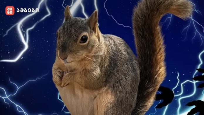 კონკურსში 16 ციყვი იღებდა მონაწილეობას - ტეხასში მსუქანი ციყვების კვირა ჩატარდა🐿️