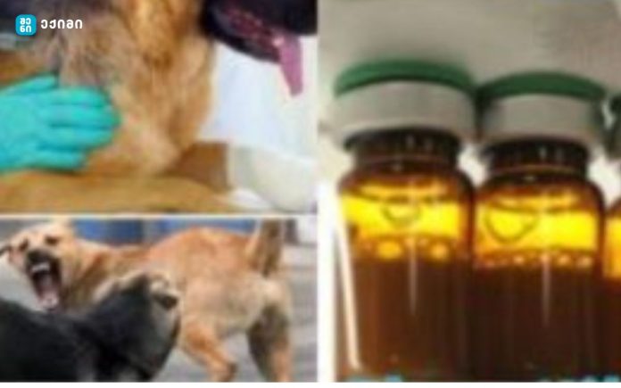 ცოფი – რა არის და როგორ უნდა ვმართოთ ეს სერიოზული დაავადება