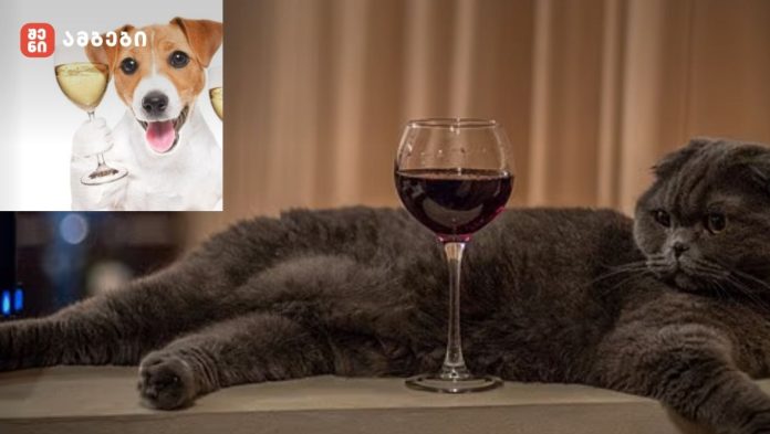 ახალ ზელანდიაში ძაღლებისა და კატებისთვის „ღვინის“ გამოშვება დაიწყეს🍷