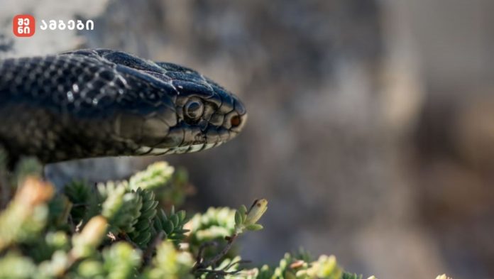 ხორვატიაში მოკვდა გველგესლა, რომელმაც მთვრალ კაცს უკბინა