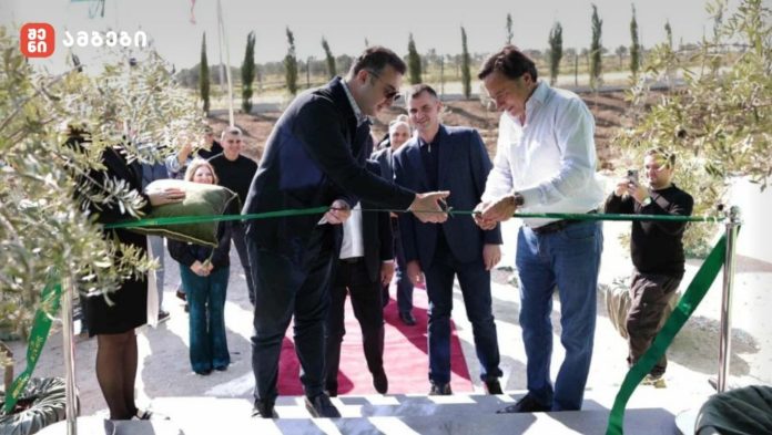 კახეთში ზეთისხილის გადამმუშავებელი საწარმო გაიხსნა - აღჭურვილია უახლესი დანადგარებით, იტალიური და გერმანული წარმოების სისტემებით, რომლებიც სრულად შეესაბამება ევროკავშირის სტანდარტებს