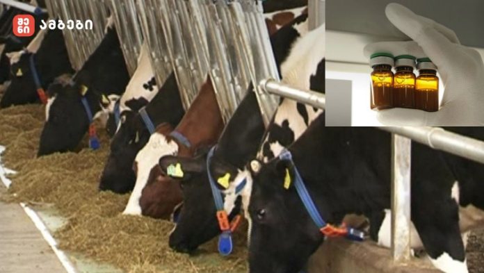 სურსათის სააგენტო, 950 000 ლარად, დაავადება თურქულის საწინააღმდეგო ვაქცინებს ყიდულობს