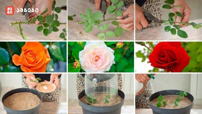 🌹 ვარდის დაკალმება ოქტომბერში – ეფექტური მეთოდი 