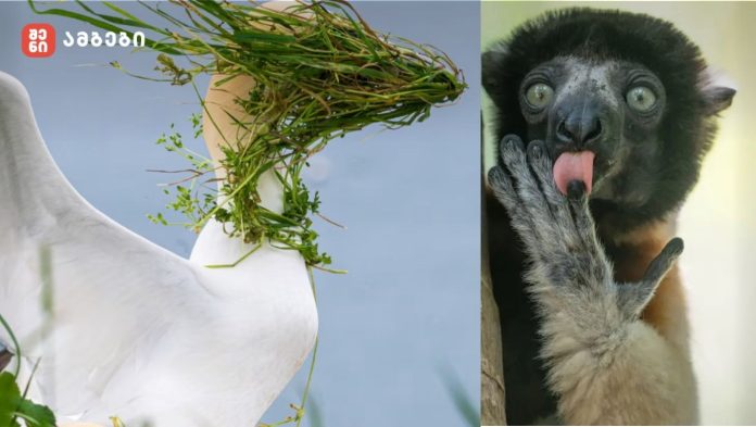 ველური ბუნების ყველაზე სასაცილო ფოტოების კონკურსის ფინალისტები გამოვლინდნენ📷გალერეა