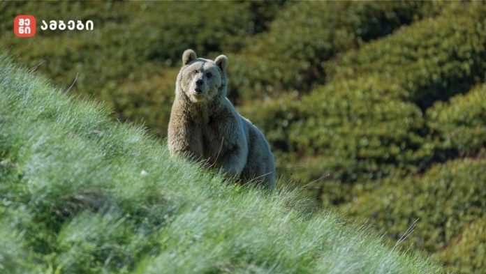 მოკლულია წითელ ნუსხაში შეტანილი სახეობა მურა დათვი - რა მოხდა ლაგოდეხის დაცულ ტერიტორიაზე