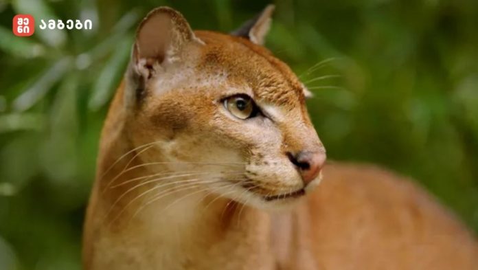პირველად გასაჯაროვდა ინფორმაცია კატის იდუმალი სახეობის შესახებ, რომელზეც თითქმის არავის არაფერი სმენია: ბიოლოგებს “ოქროსფერი ემბეკას“ შესწავლაში AI დაეხმარება