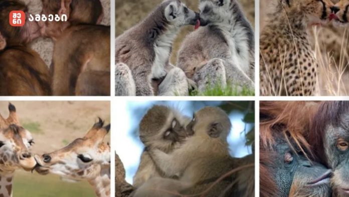 მეცნიერებმა კოცნის ევოლუციური წარმოშობა გამოიკვლიეს💋