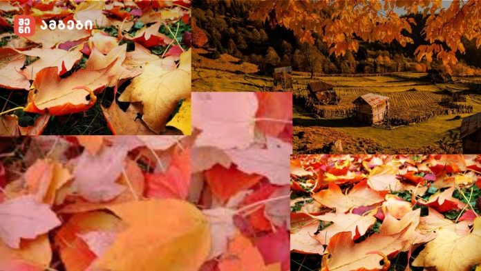 როგორ მოვიქცეთ, რა ვუყოთ ჩამოცვენილ ფოთოლს…