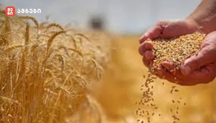 UNESCO-მ „ქართული ხორბლის კულტურა: ტრადიციები და რიტუალები“ კაცობრიობის არამატერიალური კულტურული მემკვიდრეობის წარმომადგენლობით ნუსხაში შეიტანა