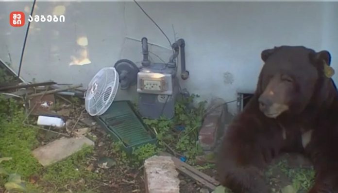 მამაკაცმა სათვალთვალო კამერების საშუალებით აღმოაჩინა, რომ მისი სახლის სარდაფში დათვი ცხოვრობს