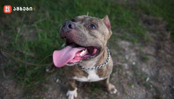 ბიჭი საავადმყოფოში გადაიყვანეს - 2 წლის ბავშვი ოჯახის პიტბულის თავდასხმის შედეგად დაიღუპა