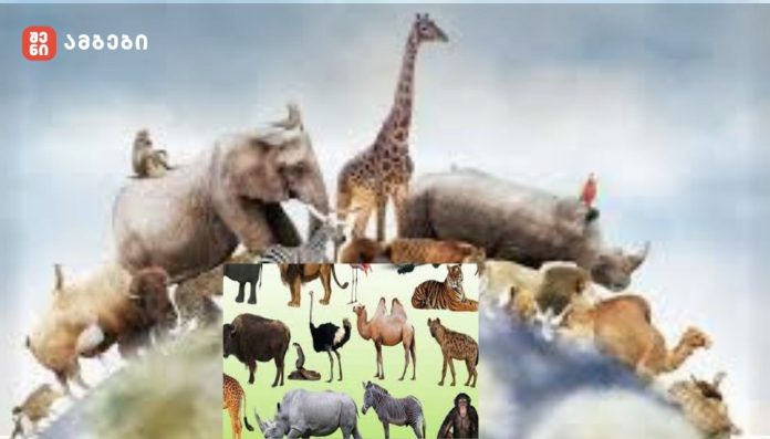 საინტერესო ფაქტები ცხოველებზე