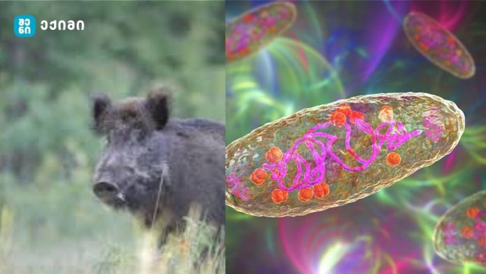 ესპანეთმა სამხედრო ძალები გამოიყენა აფრიკული ღორის ჭირის შესაკავებლად