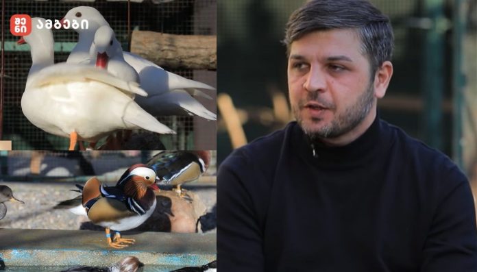 ქალაქ გორში, ერთი ჩვეულებრივი სახლის ეზოში, ცხოვრობენ უჩვეულო ბინადრები - იშვიათი ეგზოტიკური ფრინველები, რომელთა ნახვა საქართველოში თითქმის შეუძლებელია