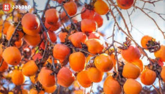 ხურმისა და კარალიოკის საექსპორტო ბაზრები - „1 კგ ხურმისა და კარალიოკის საშუალო საექსპორტო ფასი 0.76 დოლარია“