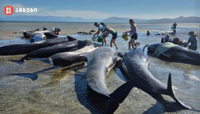 მოხალისეები 15 გადარჩენილი ვეშაპის ზღვაში დაბრუნებას ცდილობენ -სანაპიროზე ვეშაპების მასობრივი გამორიყვა დაფიქსირდა - შედეგადაც 6 ვეშაპი მოკვდა