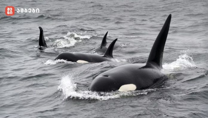 ესპანეთში ცელნამგალა ვეშაპების ჯგუფმა საკუთარი ენა გამოიგონა
