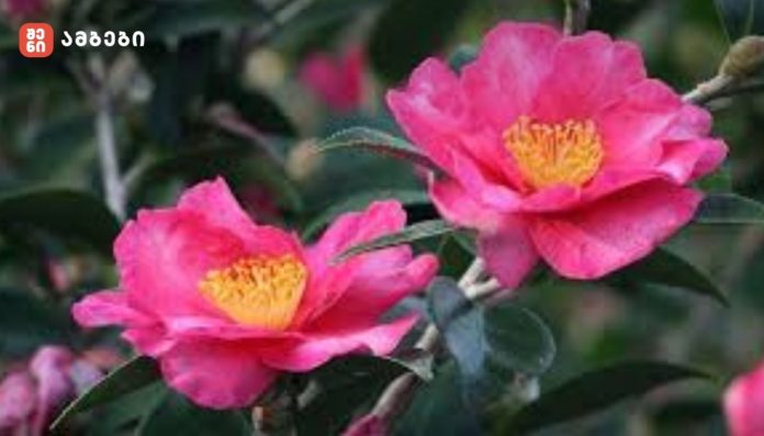 კამელია ერთ-ერთი პოპულარული დეკორატიული მცენარეა, თუმცა მისი წარმატებული მოვლა მკაცრ გარემო პირობებსა და სწორ აგროტექნიკურ მიდგომებს საჭიროებს