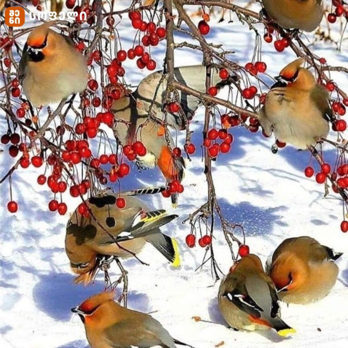 საქართველოში მედუდუკეები (Bombycilla garrulus) ისევ გამოჩნდნენ - ყურადღებით იყავით, სადაც ცივა და ხეზე ხილია შემორჩენილი, ყველგან შეიძლება ეს ულამაზესი ფრინველები მოფრინდნენ სტუმრად