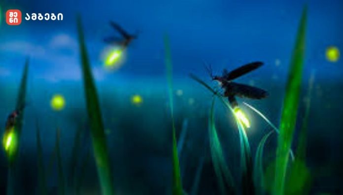 მეცნიერები გაფრთხილებენ, რომ შესაძლოა ჩვენ ბოლო თაობა ვიყოთ, ვინც ციცინათელებს იხილავს