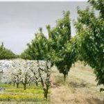 პროგრამა „დანერგე მომავალი“: 2025 წელს 2 407 ჰექტარზე ახალი ხეხილის ბაღები გაშენდა