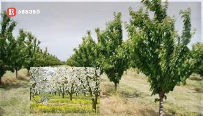 პროგრამა „დანერგე მომავალი“: 2025 წელს 2 407 ჰექტარზე ახალი ხეხილის ბაღები გაშენდა