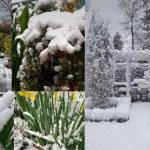 დიდთოვლობამ დაგიმტვრიათ მცენარეები? გინდათ მოტეხილი მცენარეების დაფესვიანება? - დაკალმების პრაქტიკული გზები
