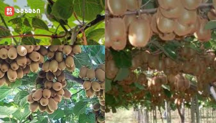 კივის გასხვლა