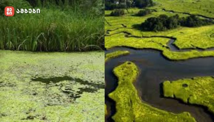მსოფლიოში ჭაობების 22% უკვე დაკარგულია — საერთაშორისო ანგარიში დამატებით დანაკარგზე მიუთითებს