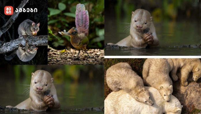 ველური ბუნების საერთაშორისო ფოტოკონკურსში „ხალხის რჩეულის“ კატეგორიის ფინალისტები გამოვლინდა