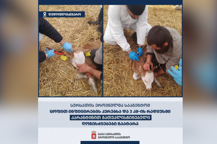 დედოფლისწყაროს მუნიციპალიტეტში მსხვილფეხა საქონელს ცოფი დაუდასტურდა