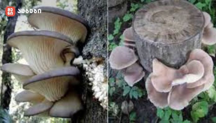 კალმახა (ხის სოკო)-გამრავლების ინსტრუქცია