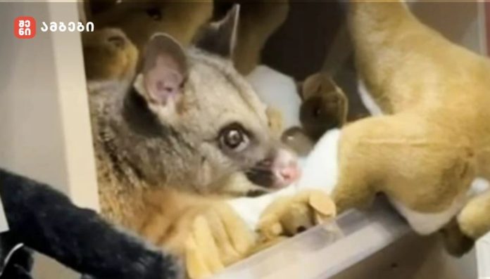 ოპოსუმი ჰობარტის აეროპორტის საჩუქრების მაღაზიაში შეიპარა და თავს სათამაშოდ ასაღებდა