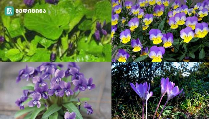 რჩევები, რომლებიც სასურველი მცენარეების შეგროვებისას გამოგადგებათ – იისგან სამკურნალო ნაყენებს ამზადებენ