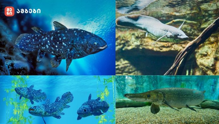 6 უძველესი თევზის სახეობა, რომლებიც დინოზავრებზე ბევრად ადრე არსებობდნენ