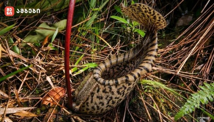 ხომ გახსოვთ, ამ ზაფხულს ახალი ზოოპარკის გახსნისთვის რომ ვემზადებით? - ამჟამად ინფრასტრუქტურის მოწესრიგების სამუშაოები მიმდინარეობს. გათვალისწინებულია ტერიტორიის გამწვანებაც