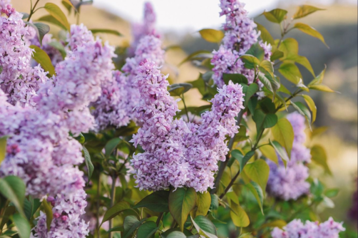 ეროვნულ ბოტანიკურ ბაღში იასამნების ყვავილობის დღეები დაიწყო - დამთვალიერებლებს ადგილზე სპეციალური მანიშნებლები დახვდებათ, რომლის საშუალებითაც სირინგარიუმში აღმოჩნდებიან