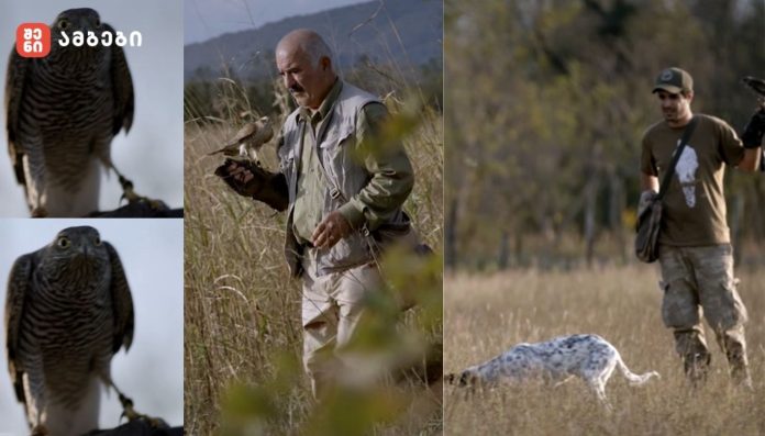 მიმინოთი ნადირობა - ბაზიერები - მიმინოს საოცარი ნადირობა ბუნებაში