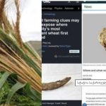 Left: wheat stalks and green plants, center: computer news page, right: image of a bread loaf with a Georgian caption overlay