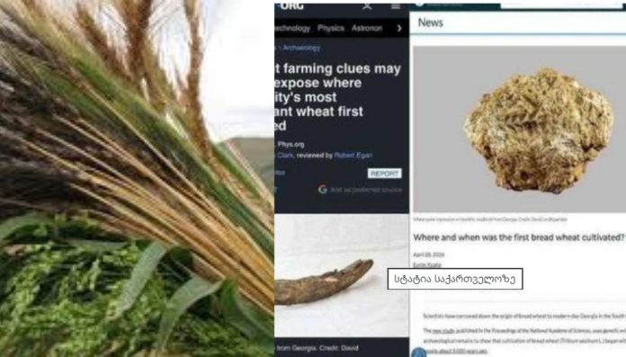 Left: wheat stalks and green plants, center: computer news page, right: image of a bread loaf with a Georgian caption overlay