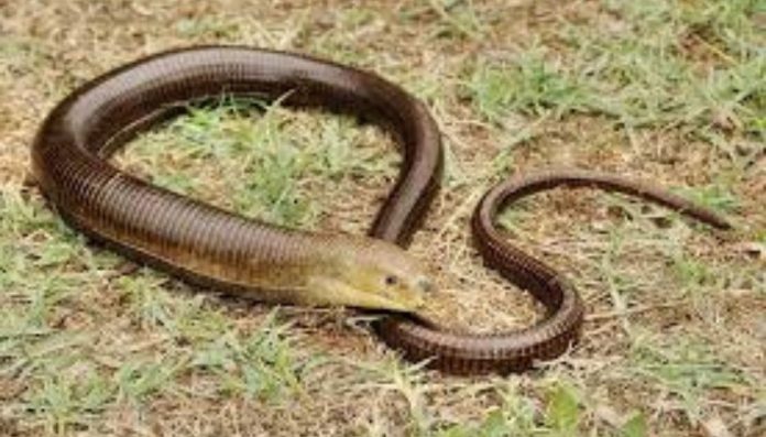 რატომ არ უნდა მოკლათ გველხოკერა