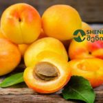Pile of ripe apricots on a rustic wooden surface, with one cut open to show the stone and a couple of green leaves nearby in a natural setting.
