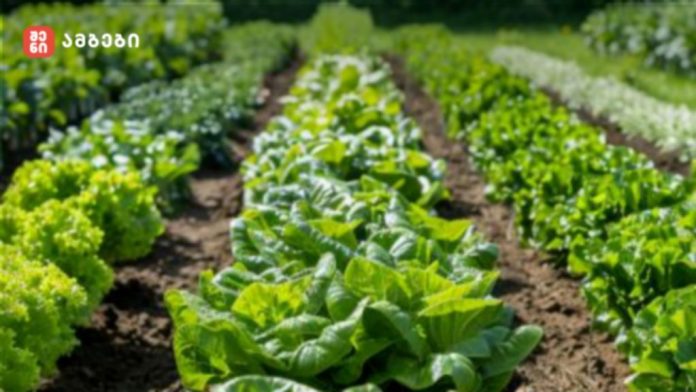 Rows of lettuce plants growing in neat rows on a farm field under bright sunlight